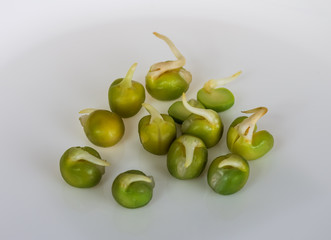 Sprouted green peas on a gray background