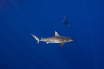 Naklejka premium Sand Bar Sharks 1