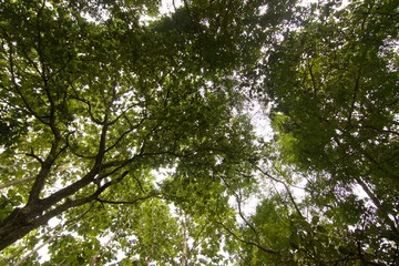 Looking up at green trees in Teak Rain forest