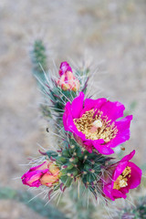 Blooming cactus with purple flower