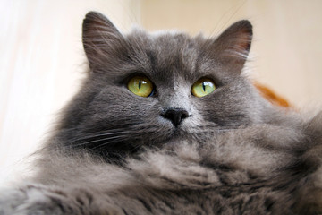 Grey fluffy cat.