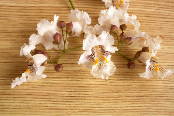 Catalpa tree flowers on the table
