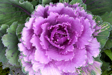 Decorative cabbage in a garden.