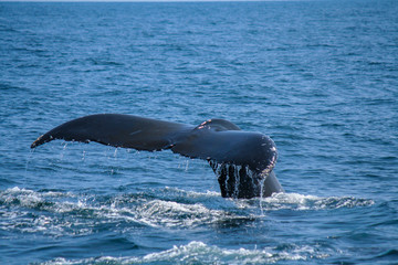 Whale Tail 2