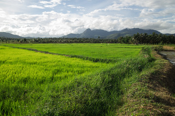 Fototapeta premium Rice Field