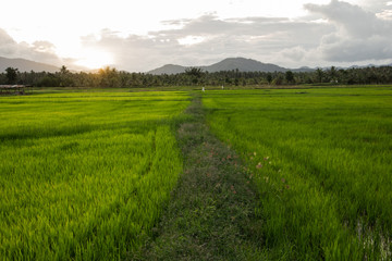 Rice Field