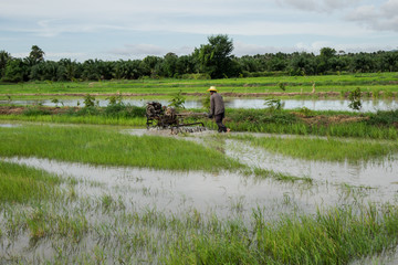 Rice Field