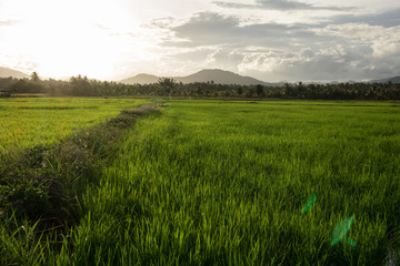 Fototapeta na wymiar Rice Field