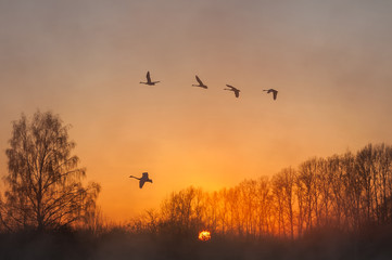 Naklejka na ściany i meble swan fly mist winter sunset