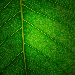 Obraz premium Closeup of leaves structure and textures
