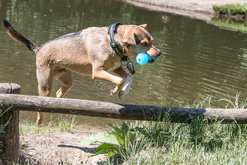 springender Hund