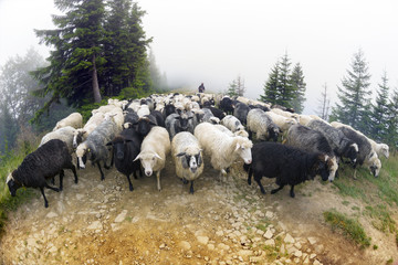 Sheep grazing in mist