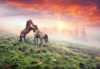 Fototapeta na wymiar horses, stallions in the fog