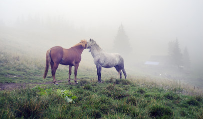 Obraz na płótnie Canvas horses, stallions in the fog