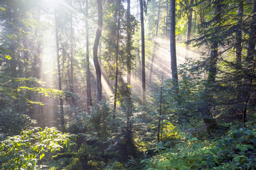 Fototapety  Złote promienie świerkowego lasu