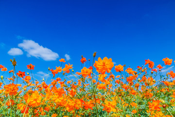 Cosmos sulphureus or Mexican sunflowers