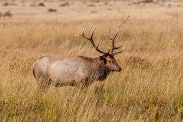 Bull Elk in Rut