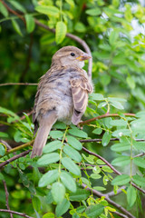 House sparrow perched on a tree branch