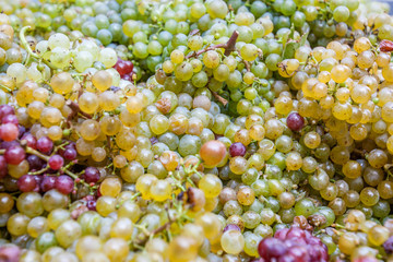 Fresh grapes harvested 