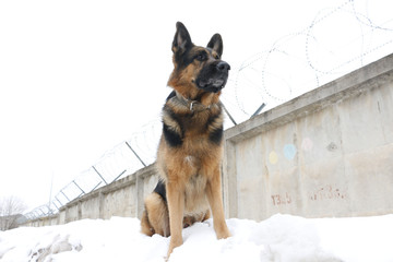 German shepherd dog is guarding an important object in winter