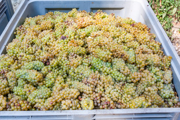 Fresh harvested grapes