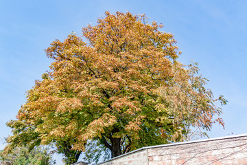 Tree with autumn leaves