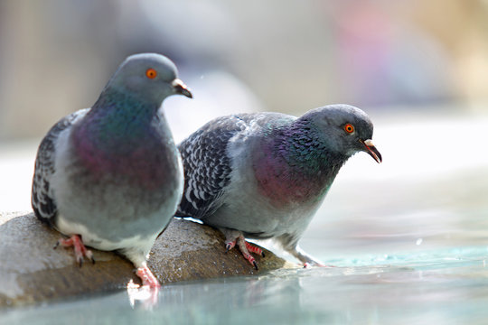 Couple de pigeons