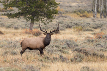 Naklejka na ściany i meble Bull Elk During the Fall rut
