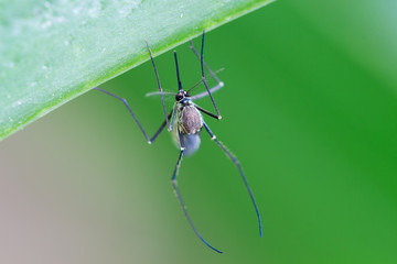 Aedes aegypti Mosquito. Close up a Mosquito Mosquito on leaf,Mos