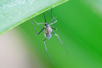 Aedes aegypti Mosquito. Close up a Mosquito Mosquito on leaf,Mos