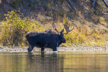 Bull Moose Crossing a River in the Rut