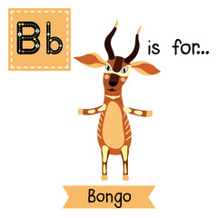 B letter tracing. Bongo standing on two legs. Cute children zoo alphabet flash card. Funny cartoon animal. Kids abc education. Learning English vocabulary. Vector illustration.