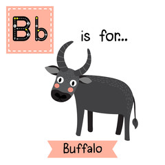 B letter tracing. Standing Buffalo. Cute children zoo alphabet flash card. Funny cartoon animal. Kids abc education. Learning English vocabulary. Vector illustration.