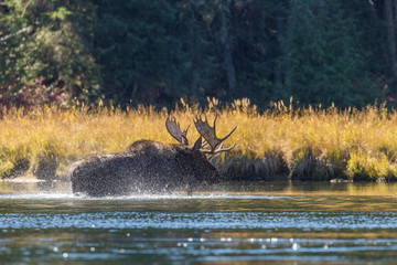 Bull Moose Crossing a River in the Rut