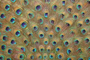 Peacock feather pattern background.