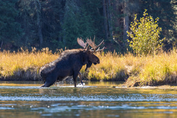 Bull Moose Crossing a River in the Rut