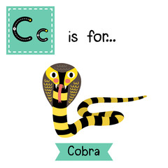 C letter tracing. Black and Yellow Cobra snake. Cute children zoo alphabet flash card. Funny cartoon animal. Kids abc education. Learning English vocabulary. Vector illustration.