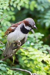House sparrow perched on a tree branch
