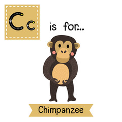 C letter tracing. Standing Chimpanzee. Cute children zoo alphabet flash card. Funny cartoon animal. Kids abc education. Learning English vocabulary. Vector illustration.
