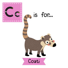 C letter tracing. Standing Coati. Cute children zoo alphabet flash card. Funny cartoon animal. Kids abc education. Learning English vocabulary. Vector illustration.