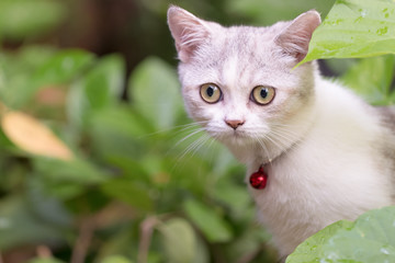 Silver tabby Breed Scottish Fold Cat on green grass in summer
