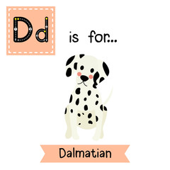 D letter tracing. Sitting Dalmatian. Cute children zoo alphabet flash card. Funny cartoon animal. Kids abc education. Learning English vocabulary. Vector illustration.