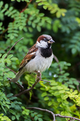 House sparrow perched on a tree branch