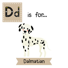 D letter tracing. Standing Dalmatian. Cute children zoo alphabet flash card. Funny cartoon animal. Kids abc education. Learning English vocabulary. Vector illustration.