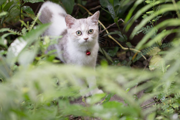 Naklejka na ściany i meble Silver tabby Breed Scottish Fold Cat on green grass in summer