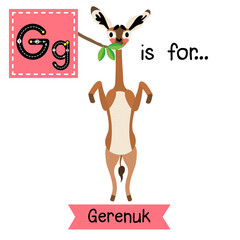 G letter tracing. Gerenuk standing on two legs and eating leaves. Cute children zoo alphabet flash card. Funny cartoon animal. Kids abc education. Learning English vocabulary. Vector illustration.