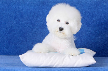 White fluffy puppy on a blue background. Bichon Frise. French lapdog. Beautiful dog lying on the pillow. Portrait close-up animal.