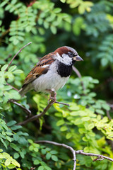House sparrow perched on a tree branch
