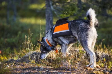 Badezimmer Foto Rückwand Swedish Moosehound in the fall hunting season © RobertNyholm