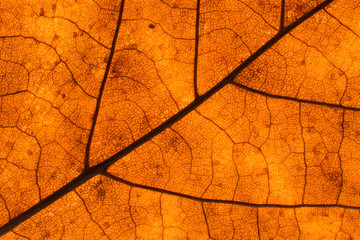 Texture of a dead leaf in autumn